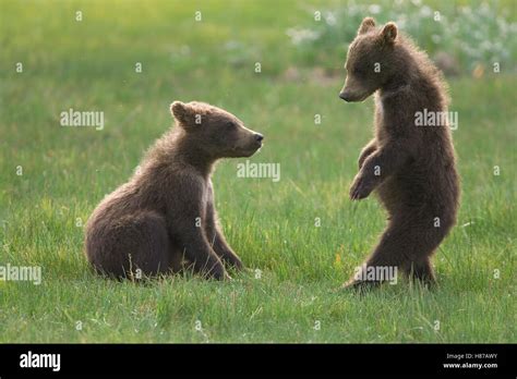 Grizzly Bear Ursus Arctos Horribilis Two Yearling Cubs Play Fighting
