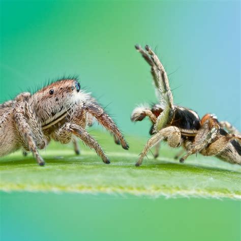 Male Jumping Spiders Court Whomever Whenever But Females Decide Who