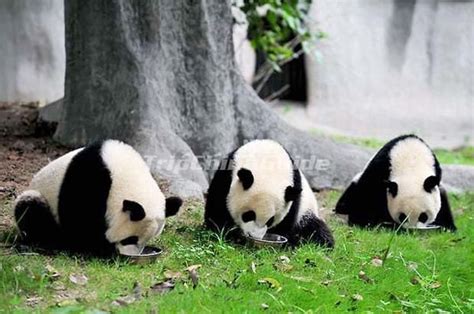 3 Day Chengdu Giant Panda Tour China Chengdu Tourpanda