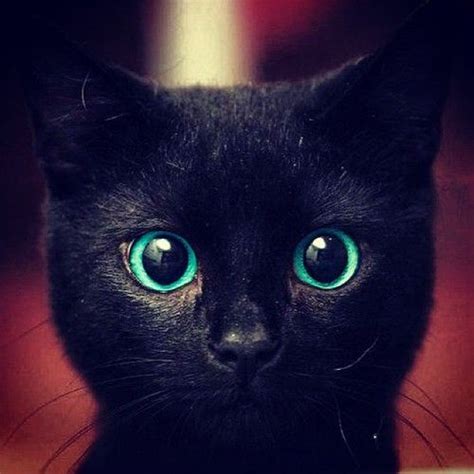 Black Cat With Blue Eyes Cats Pinterest Black Cats