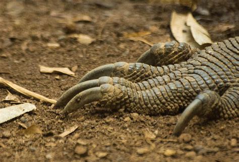 20 Komodo Dragon Foot Stock Photos Pictures And Royalty Free Images