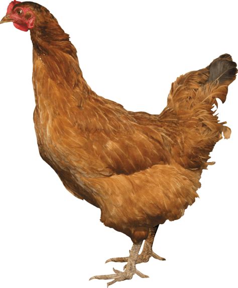 Brown Chicken From Side Png Image Purepng Free Transparent Cc0 Png