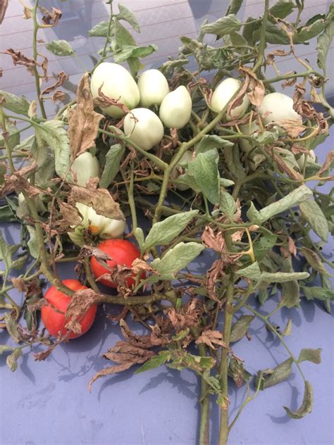 Some copper fungicides, such as copper soap fungicide (copper octanoate) and copper sulfate, are acceptable for use on organically grown tomatoes. diseases - what's my tomatoes problem? is that a fungs? what's the solution - Gardening ...