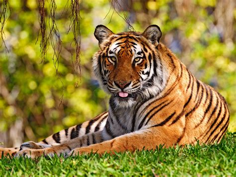 Beautiful Tiger Tigers Wallpaper Fanpop