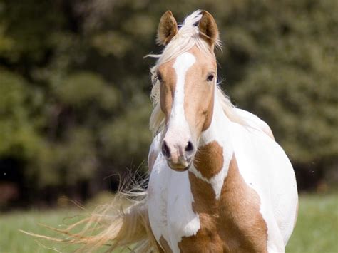 Browse horses, or place a free ad today on horseclicks.com. Image - Paint Horse Wallpaper yvt2.jpg | Howrse Wiki ...
