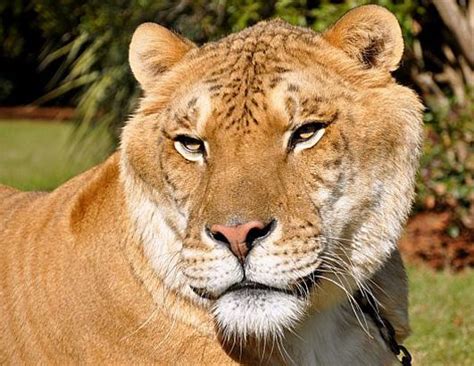 Hybrid Animals Picture | PHOTOS: Hybrid Animals - ABC News