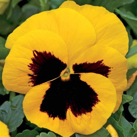 50 Uk Giant White Pansy Seeds To Plant And Grow Floral Scented Garden Pot