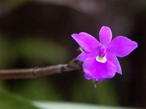 Rainforest Orchids