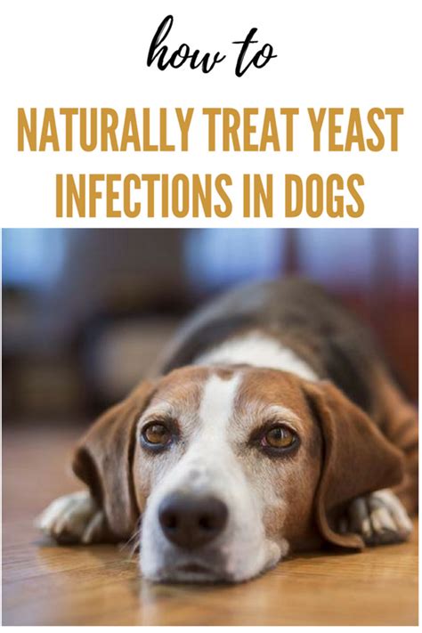 How Can Dogs Get Yeast Infections Keitoramlahmiranpagesdev