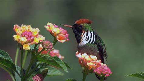 Frilled Coquette Youtube