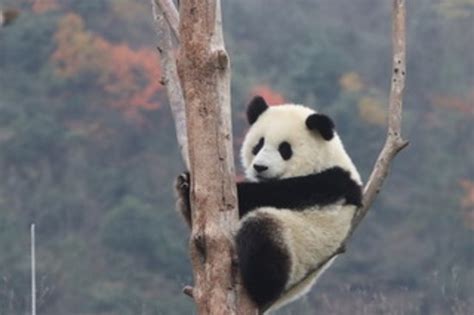 Wolong Giant Panda Nature Reserve Wenchuan County 2020 Lo Que Se