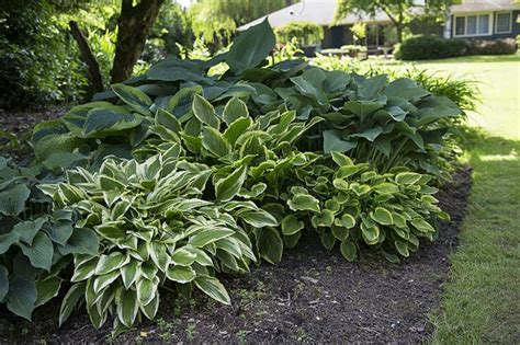 13 Best Shade Loving Plants For Shady Spots