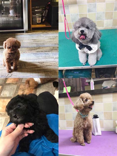 Thousands of tokens run on the ethereum network, and these tokens were what spurred. Top 5 Most Popular Dog Breeds in China | That's Mandarin Blog