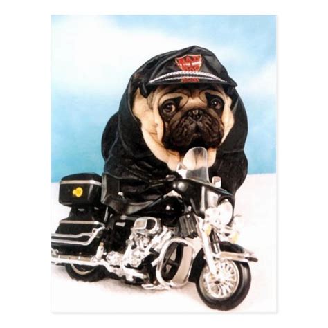 Biker Pug Dog Postcard Zazzle