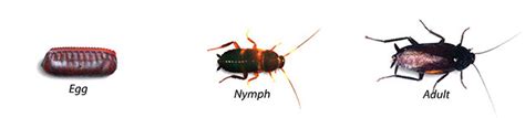 Gruesomely large sarasota pest palmetto bug (american cockroach) crawls into megancraft.weebly.com between madison and palmetto woodson, jacqueline betty doll polacco, patricia bette davis: Is That a Palmetto Bug or a Cockroach?