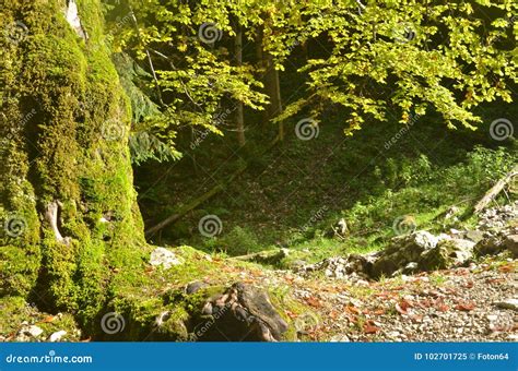 Old Beech Tree Stock Image Image Of Autumn Fall Green 102701725