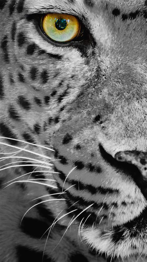 Samsung Galaxy S7 Leopard Black And White Wallpaper