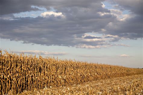 Corn Crop Grows On Record Yield WSJ