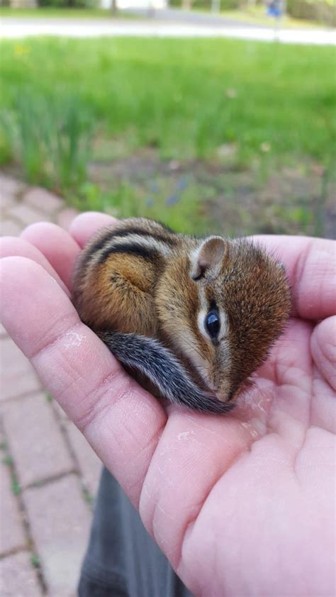 Baby Chipmunk That Was Laying On Our Walkway Animals Baby Chipmunk