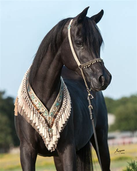 Rhapsody In Black Horses Black Arabian Horse Egyptian Arabian Horses