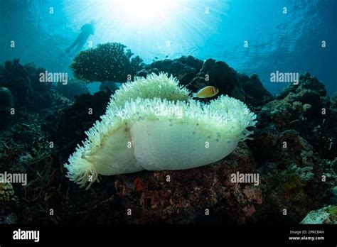 A Bleached Magnificent Anemone Grows On A Coral Reef In Raja Ampat