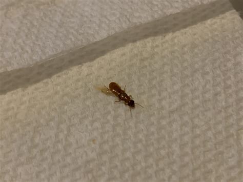 Help What Is This Bug Theyre In Every Room Houston Tx Pestcontrol