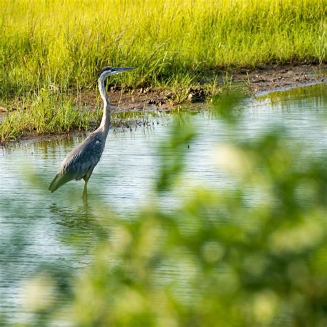 Blackwater National Wildlife Refuge Cambridge All You Need To Know