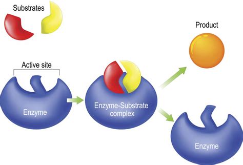 Enzymes Definition Classification And Functions