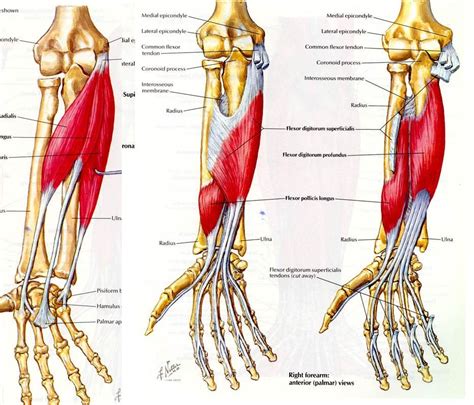 Forearm Muscles Climbing Pinterest More Best Forearm Muscles