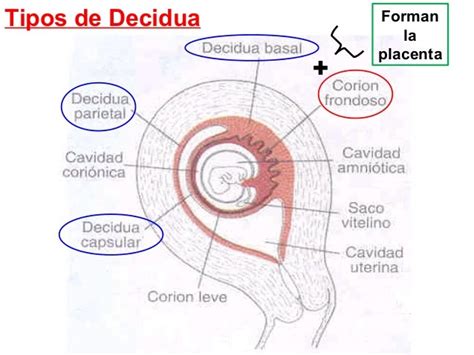 Desarrollo De Placenta
