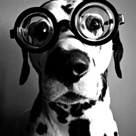 Dog With Glasses Funny Animals Dogs Animals