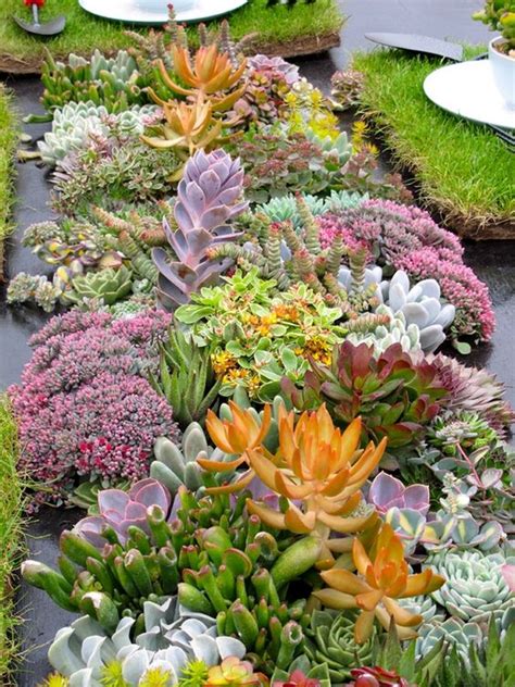 Catchy Outdoor Succulent Garden Ideas Digsdigs