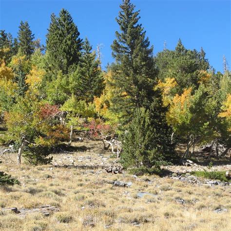Baker Lake Trail 2024 All You Need To Know Before You Go With Photos