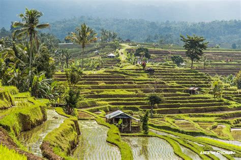 Jetiluwih Rice Terraces In Bali Indonesia Unesco World Heritage Ania W PodrÓŻy Travel Blog