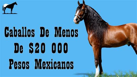 Caballos Que Puedes Comprar En México Por Menos De 20 000 Pesos 🐴 Del