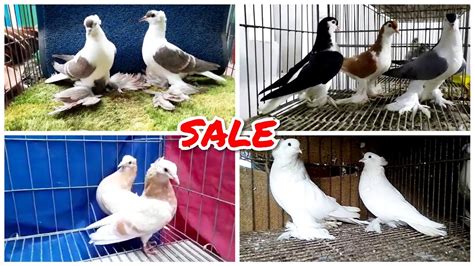 Fancy Pigeons For Sale All Types Of Fancy Pigeons Are Available Youtube