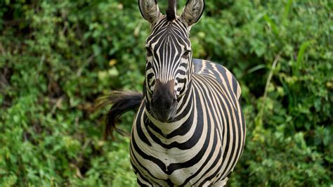 Wallpaper Zebra Animal Wildlife Hd Widescreen High Definition