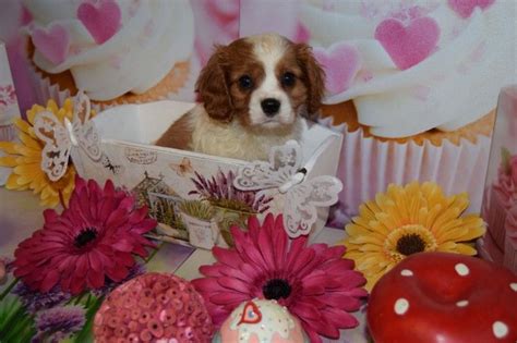 Review how much cavalier king charles spaniel puppies for sale sell for below. Cavalier King Charles Spaniel Puppies For Sale | Dallas ...