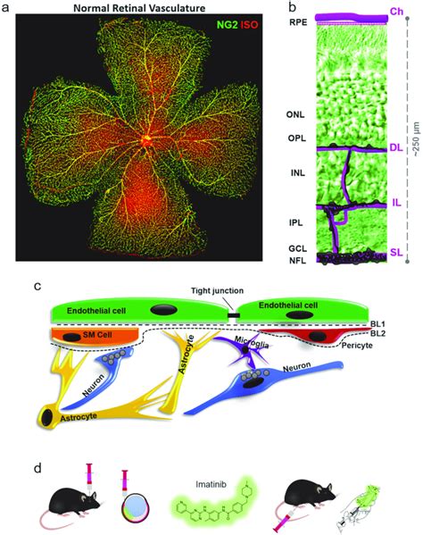 The Essential Role Of Pericytes Pcs In The Retina And In The Neural