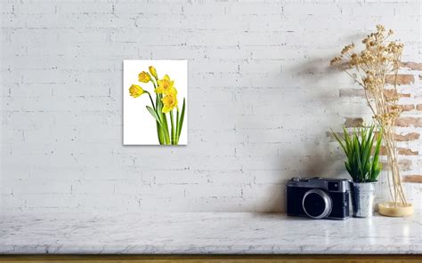 Spring Yellow Daffodils Art Print By Elena Elisseeva