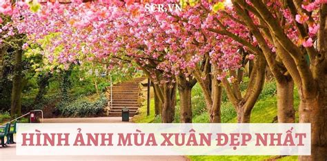 Bộ Sưu Tập Hình Ảnh Mùa Xuân Ở Việt Nam Siêu Đẹp Với Hơn 999 Ảnh Full 4k