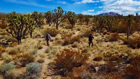 Mojave Desert Rabbit Hunt Training To Engage A Moving Target YouTube