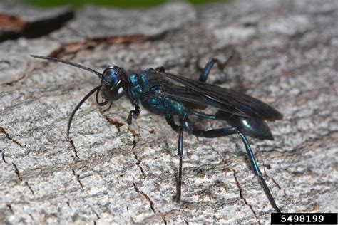 Common Blue Mud Dauber Wasp Chalybion Californicum