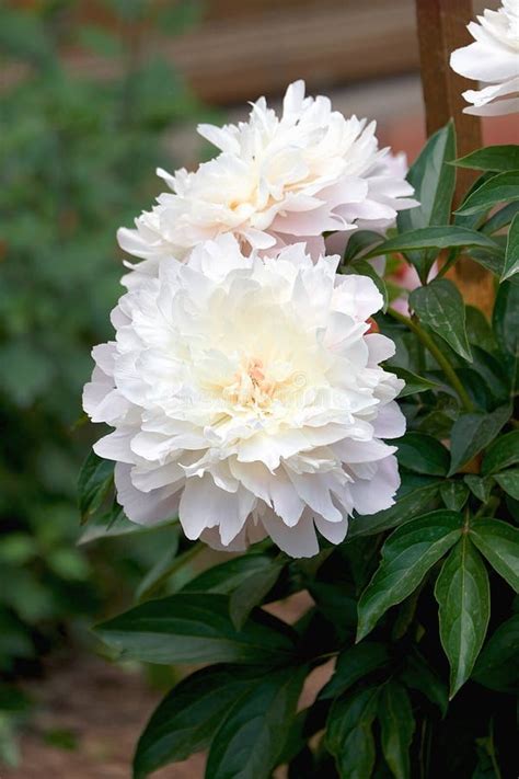 Beautiful White Blooming Peony Close Up Summer Blooming Peonies Stock