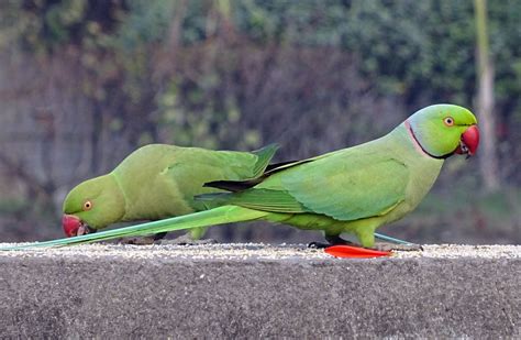 Images Gratuites Oiseau Perruche Perroquet Vert Br Le Bec