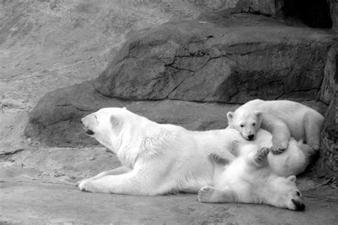 Three Polar Bears Are Playing With Each Other