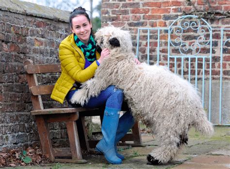 Marley The Sheep Just Cant Believe He Doesnt Belong In The House