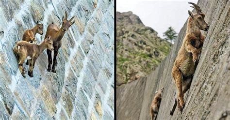20 Startling Photos That Show Goats Can Climb Anything