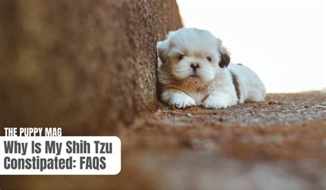 Shih Tzu Constipation 7 Causes And Vet Approved Fixes The Puppy Mag