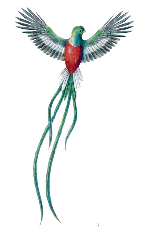 el quetzal tatuaje de quetzal tatuajes de arte corporal